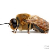 Drone Bee