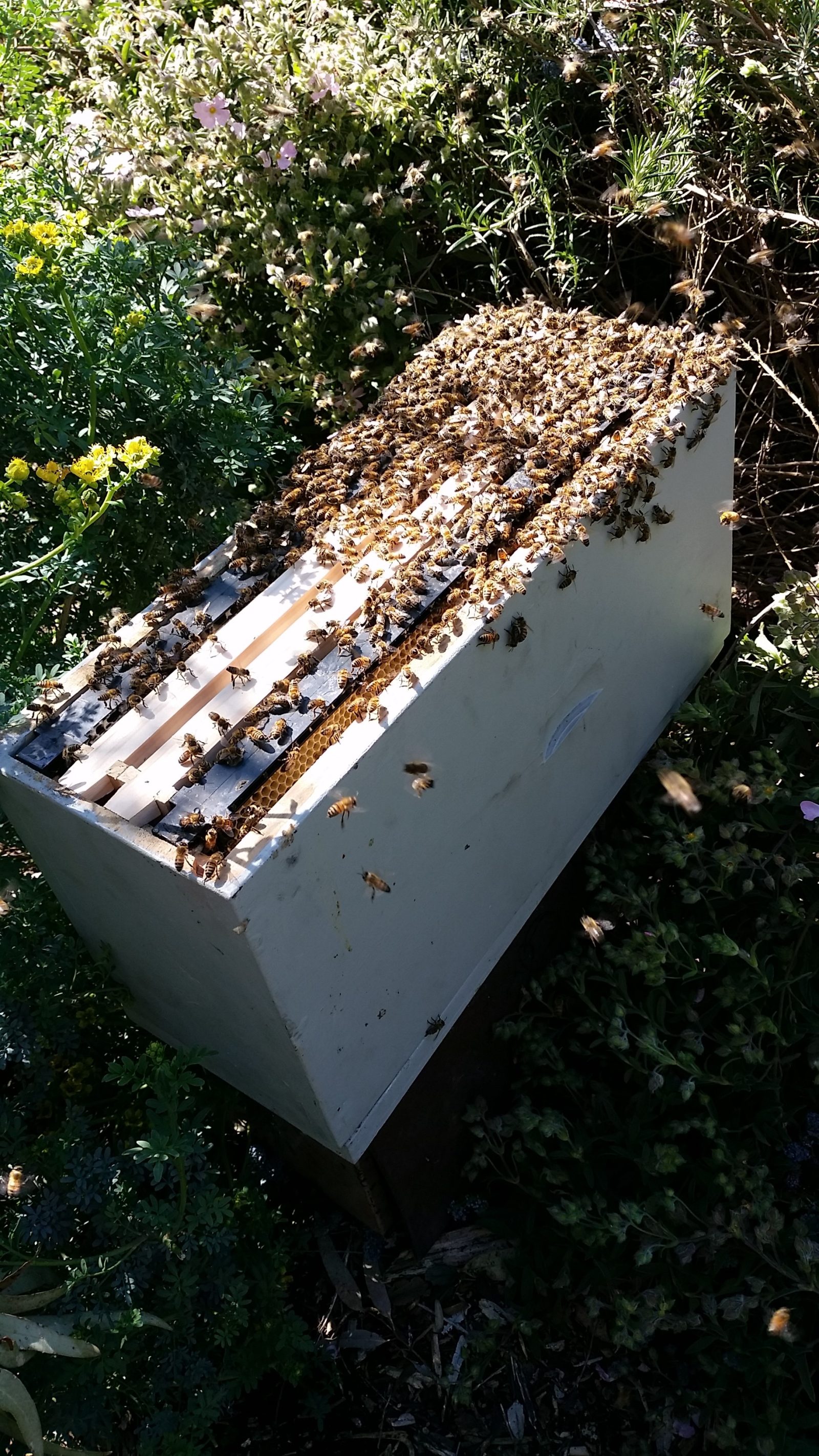 Nucleus Hive of Bees